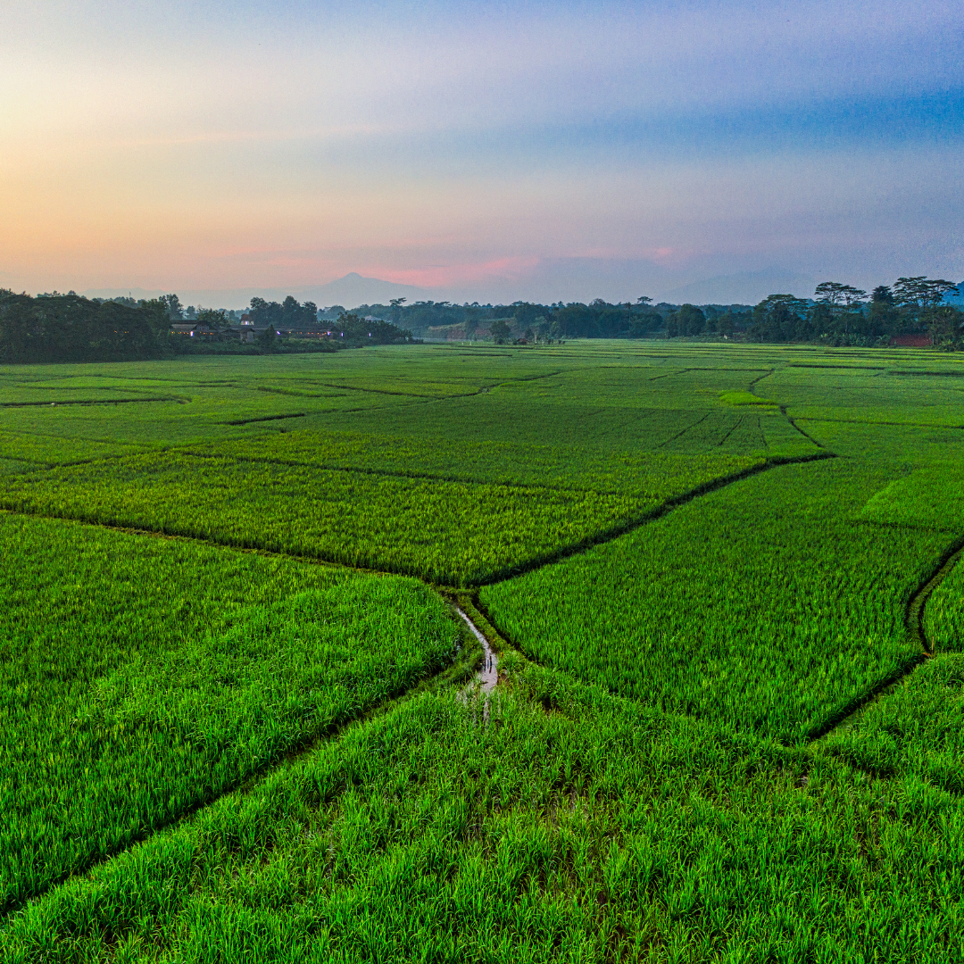 campo de arroz (11)