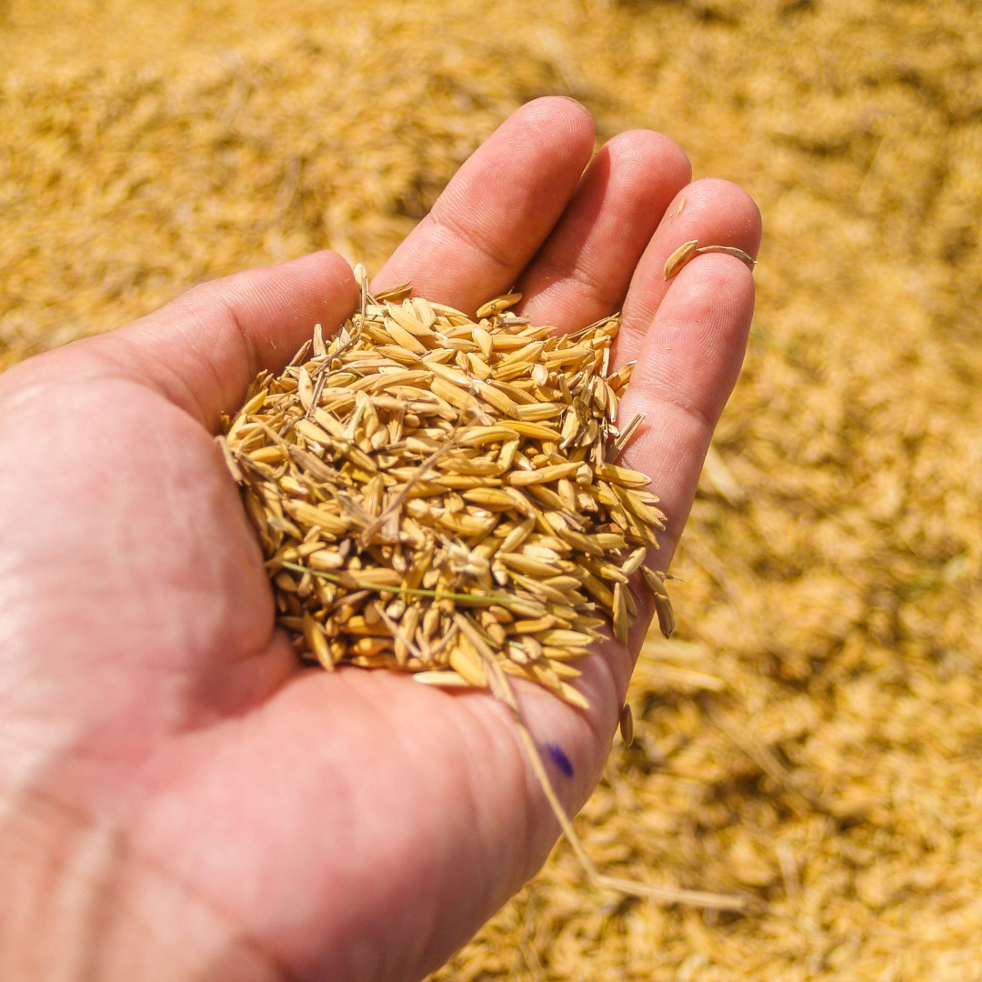 campo de arroz (2)