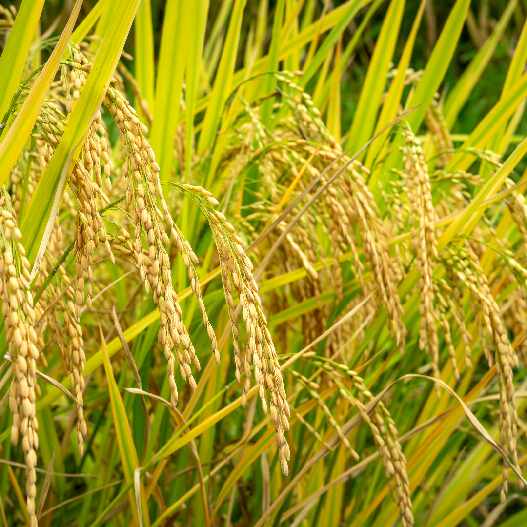 campo de arroz